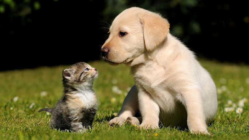 Affection Seeking