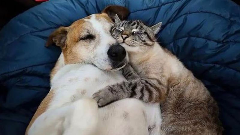 Affectionate Natures