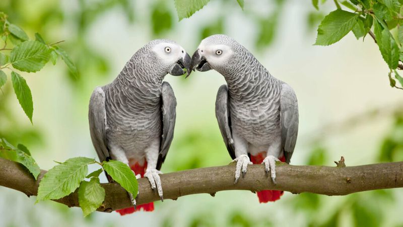 African Grey Parrots