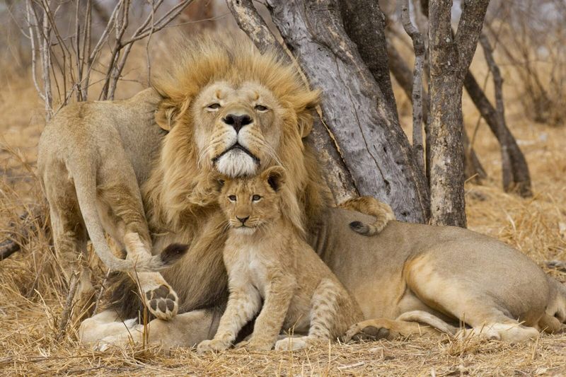 African Lion
