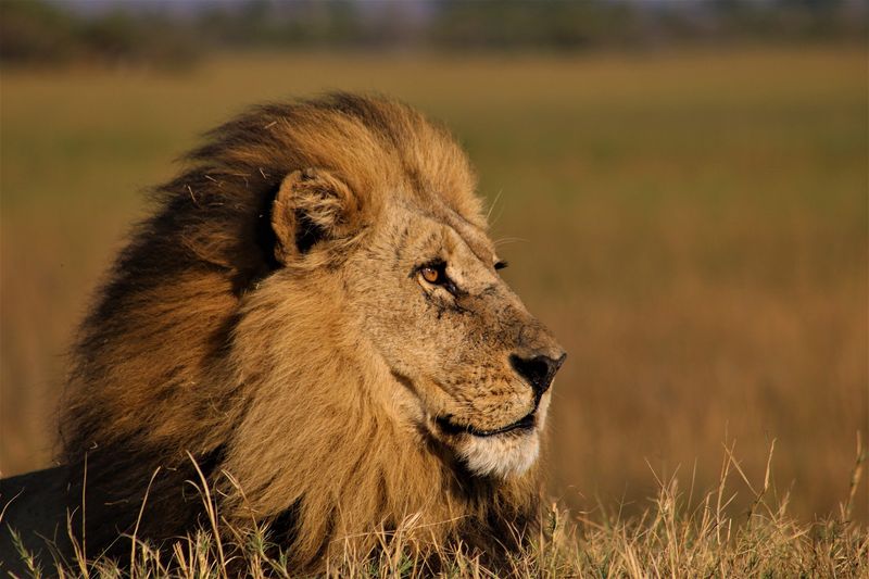 African Lion (Panthera leo)