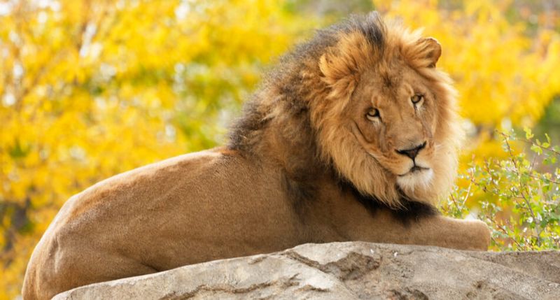 African Lion