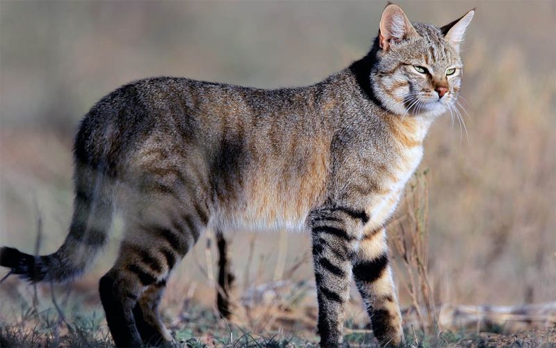 African Wildcat