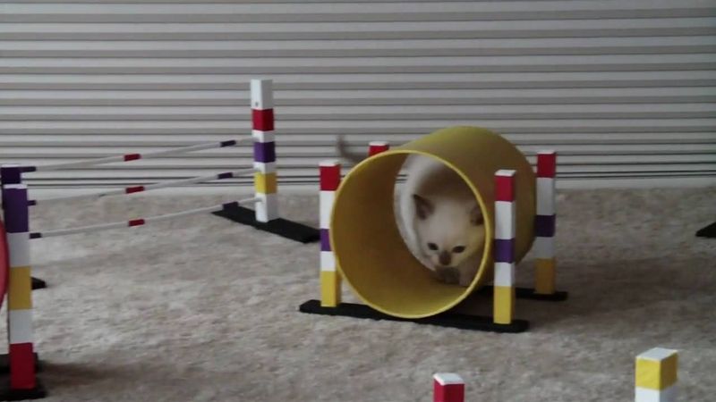 Agility Courses