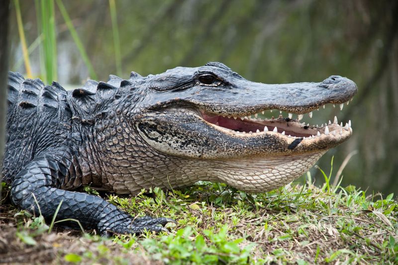 Alligators