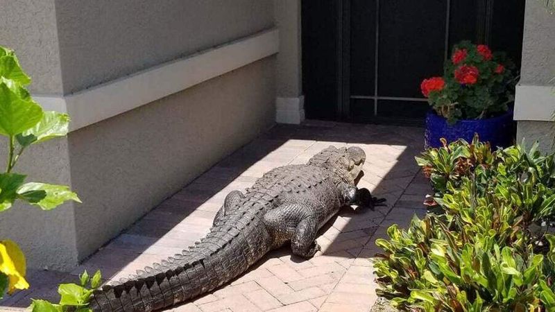 Alligators
