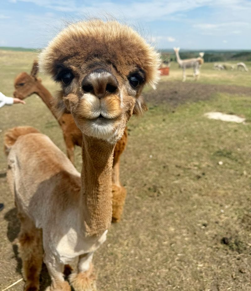 Alpacas