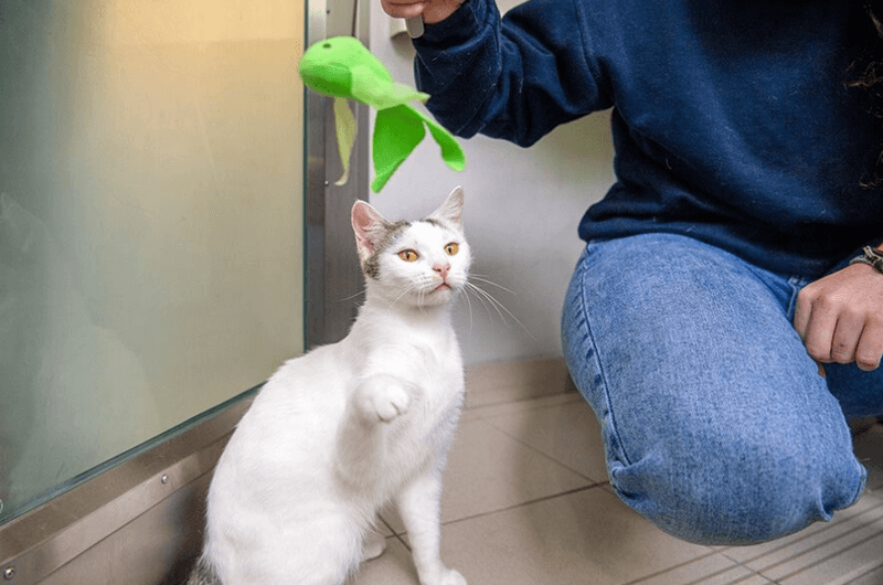 Alternative Ways to Engage with Your Cat