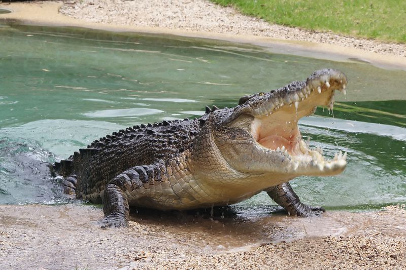 American Alligator
