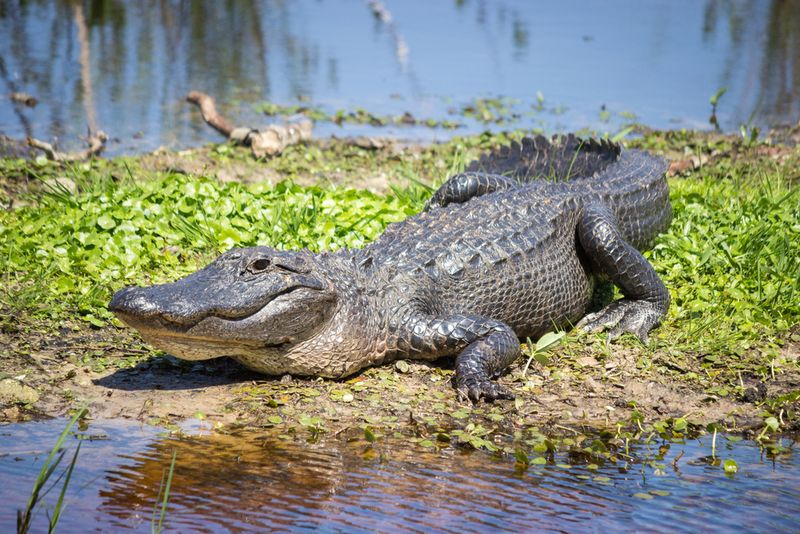 American Alligator