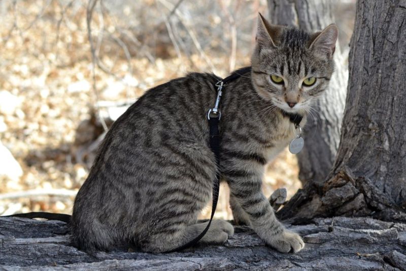 American Bobtail