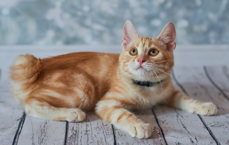 American Bobtail