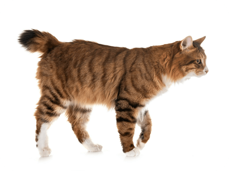 American Bobtail