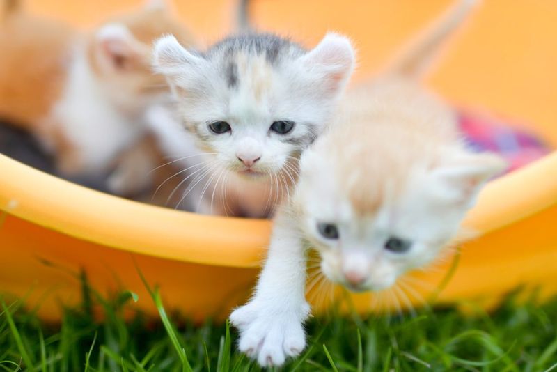 American Curl