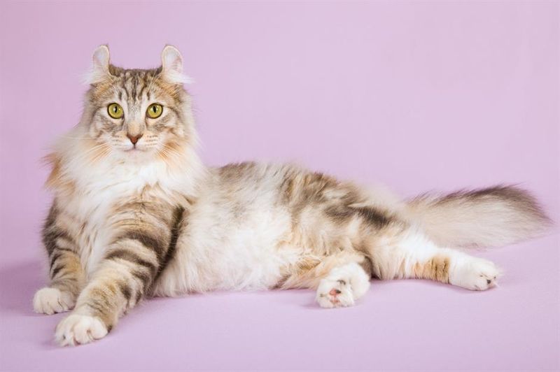 American Curl