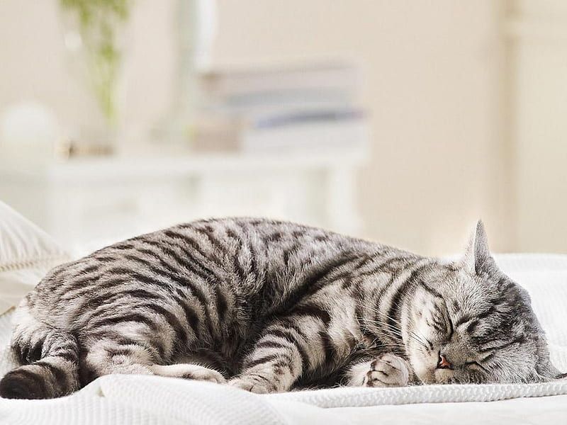 American Shorthair
