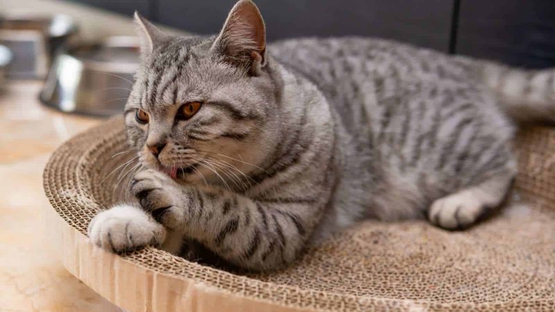 American Shorthair