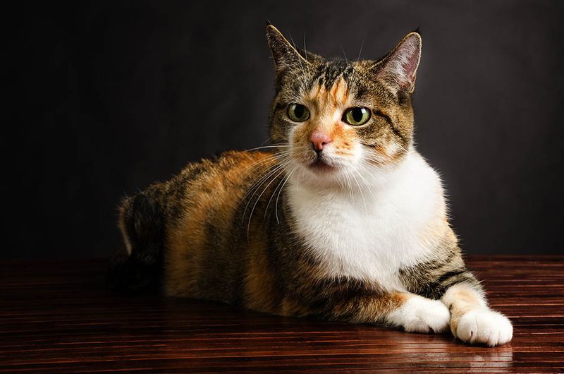 American Shorthair