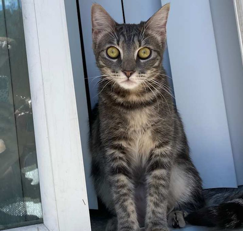American Shorthair