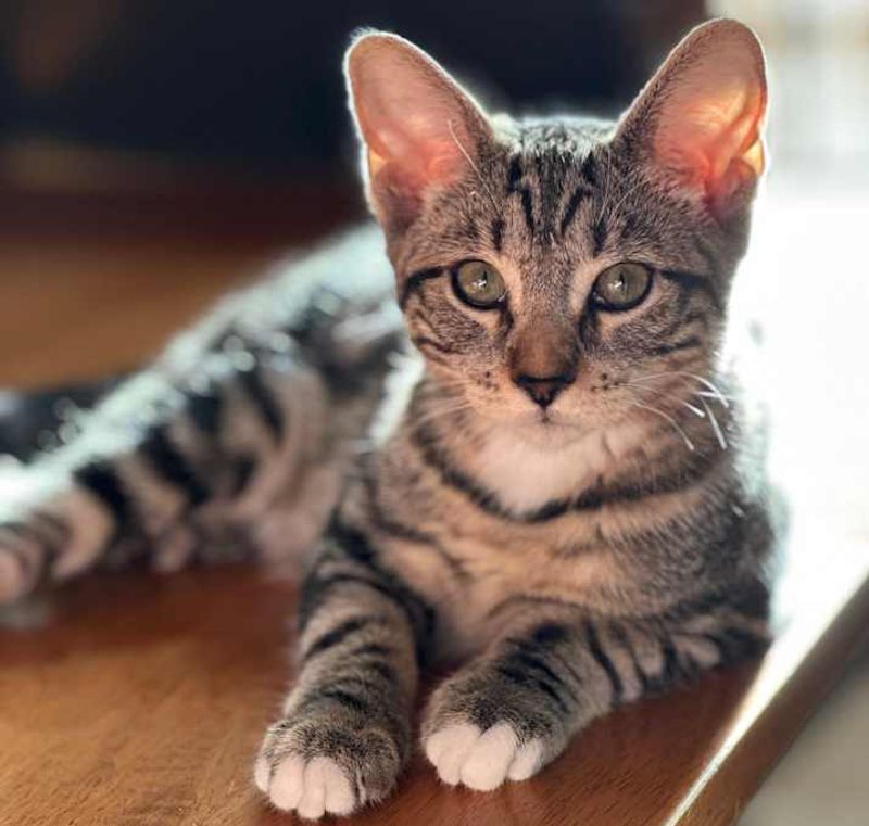American Shorthair