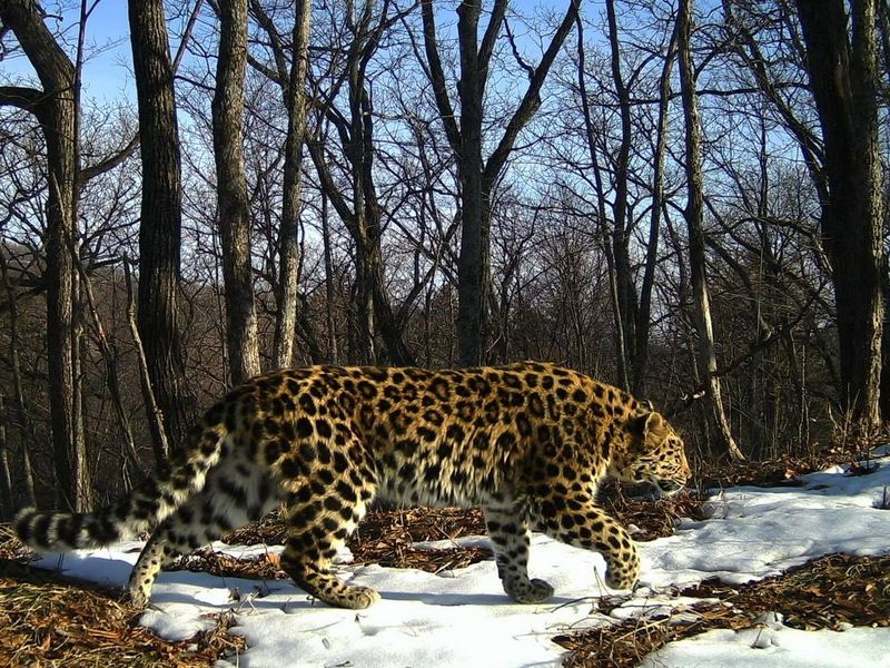 Amur Leopard