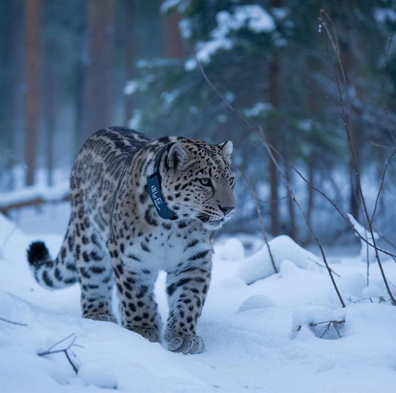 Amur Leopard