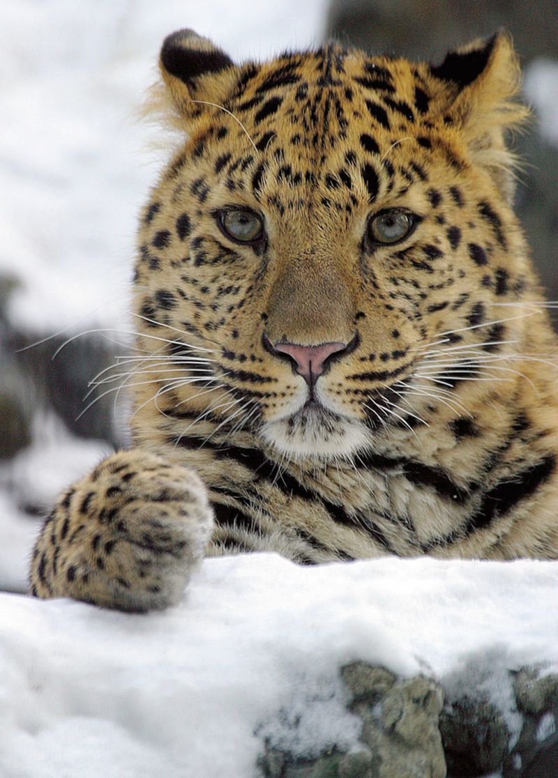 Amur Leopard