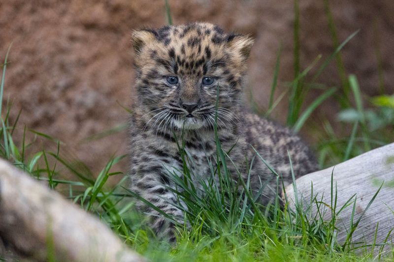 Amur Leopard Cubs