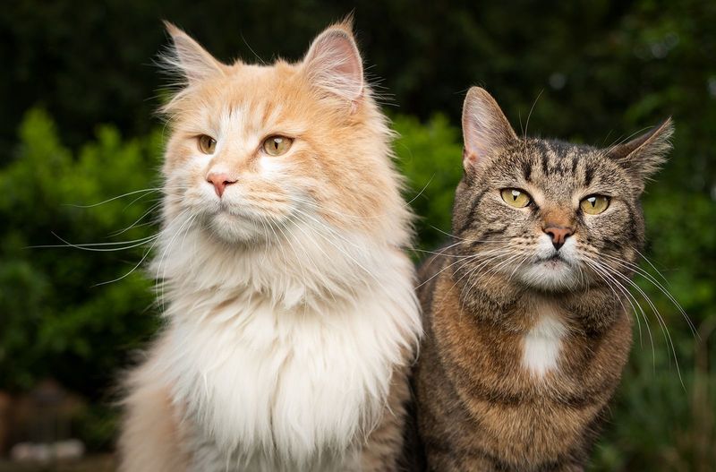 Ancestral Cat Clowder