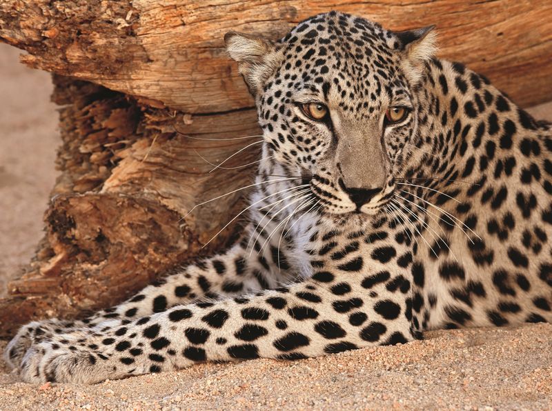 Arabian Leopard