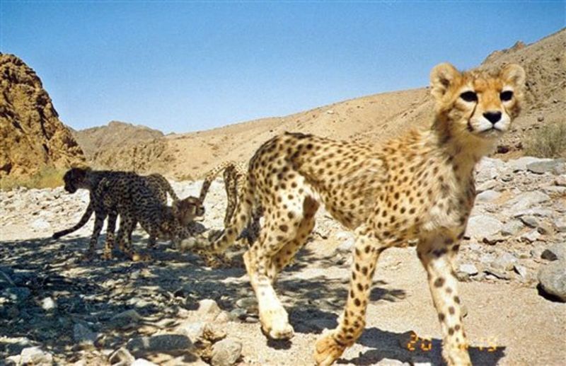 Asiatic Cheetah