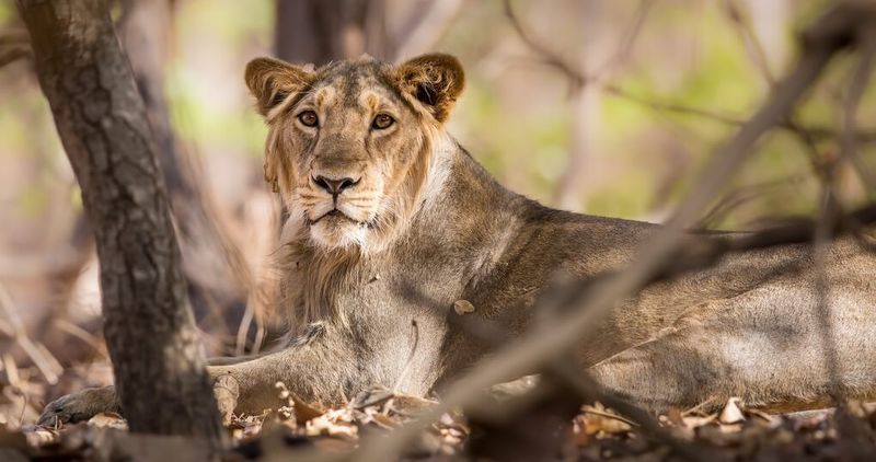 Asiatic Lion