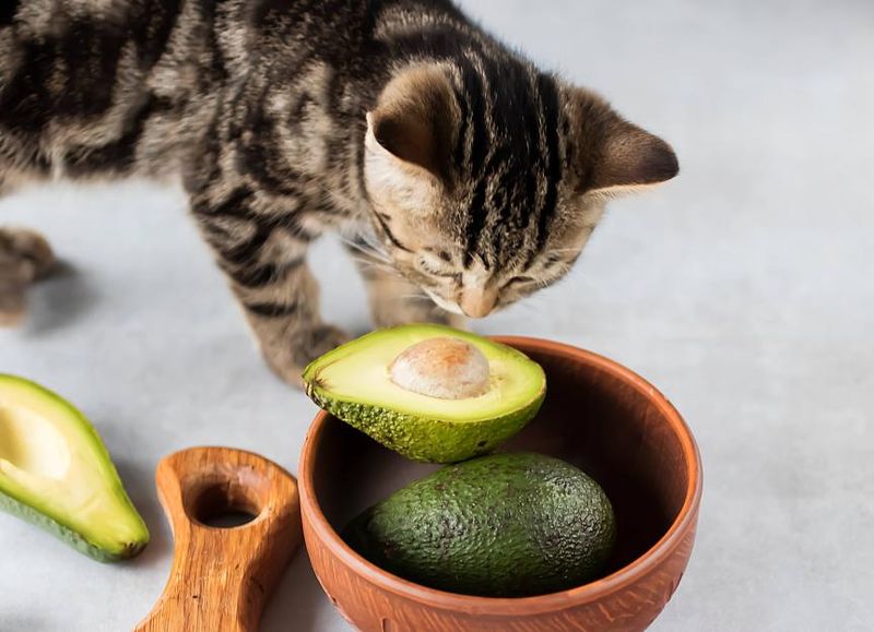 Avocados