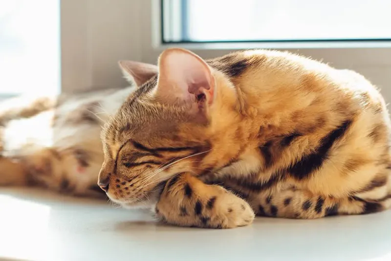 Avoiding Stressful Environments
