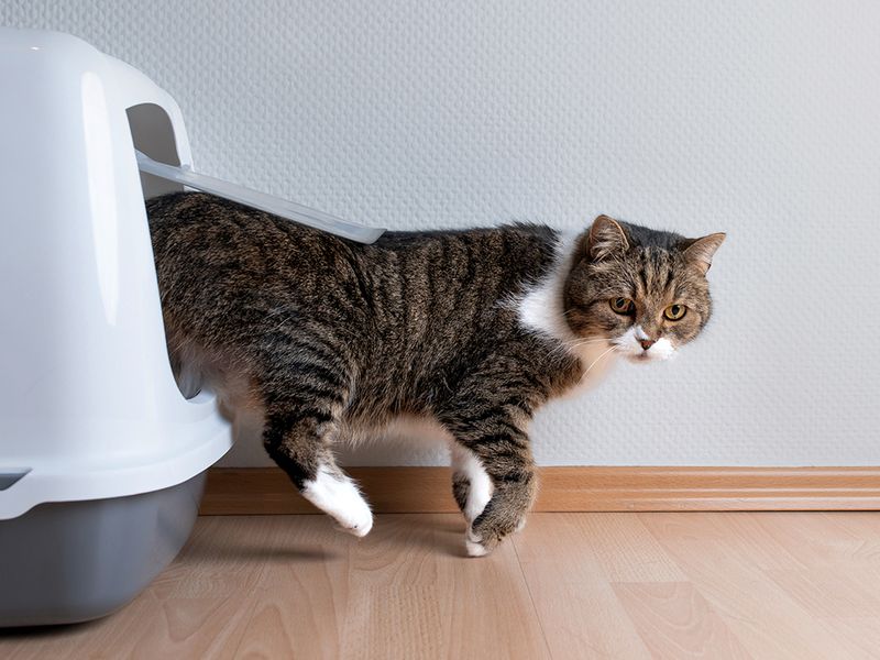 Avoiding The Litter Box