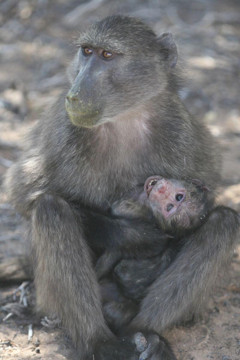 Baboons