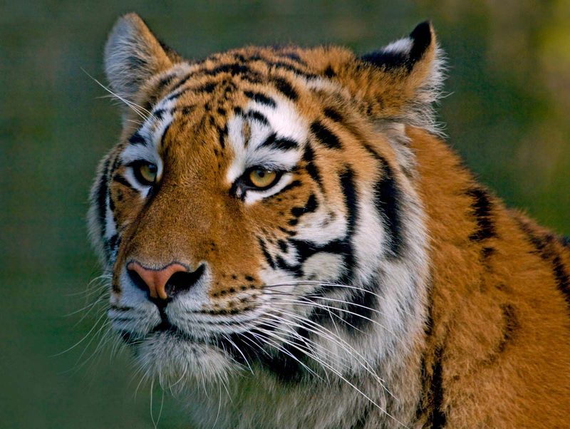 Bali Tiger