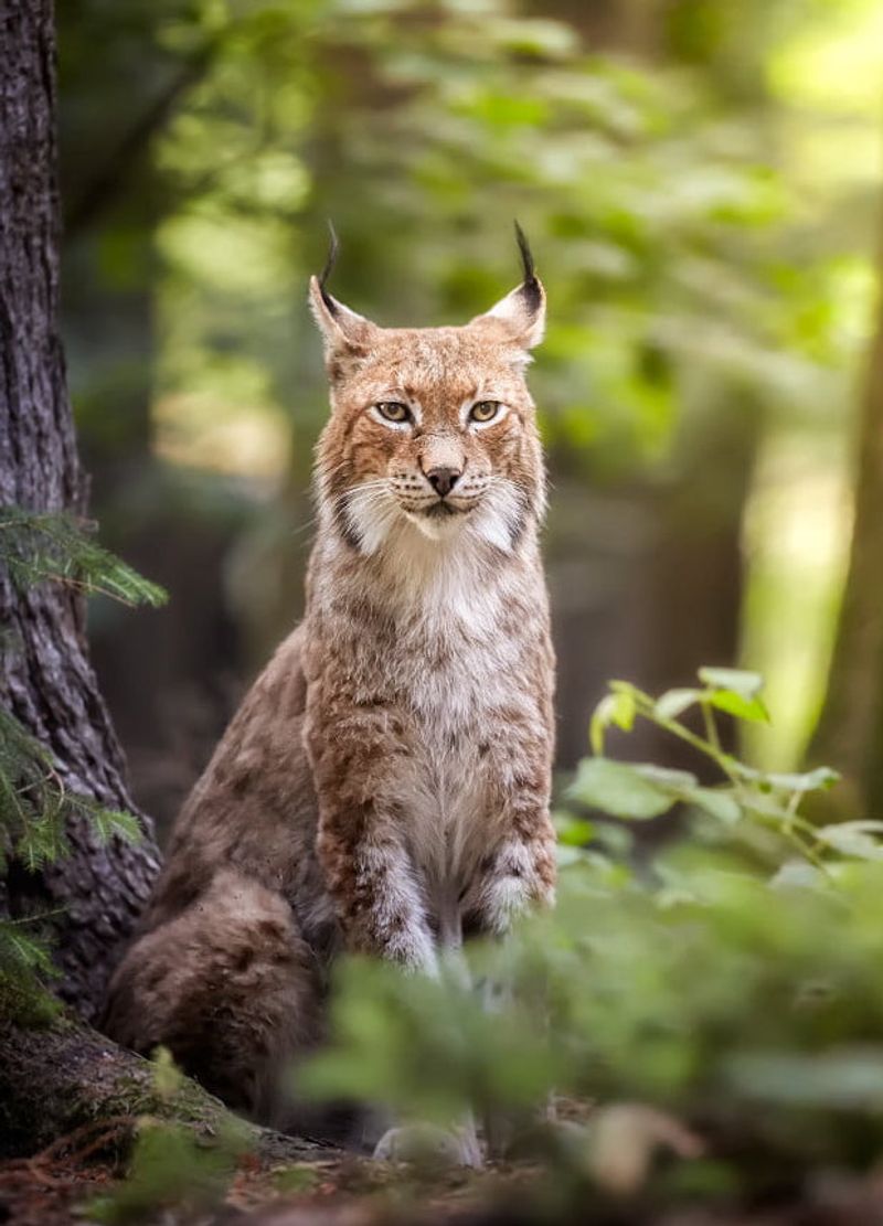 Balkan Lynx