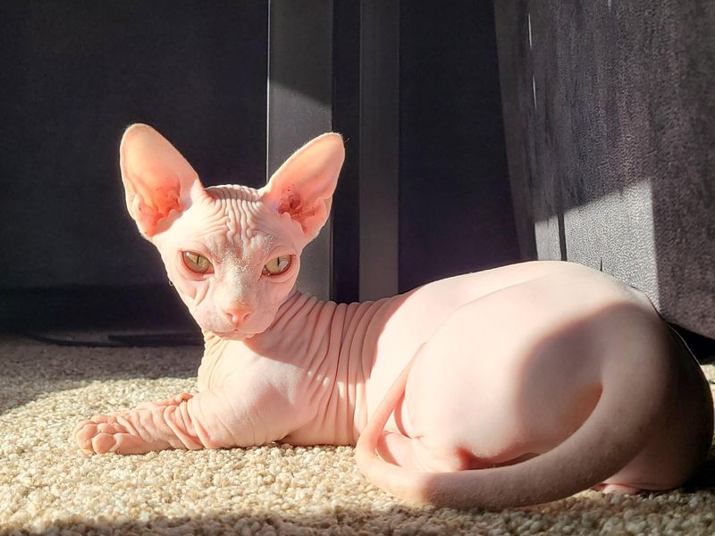 Bambino