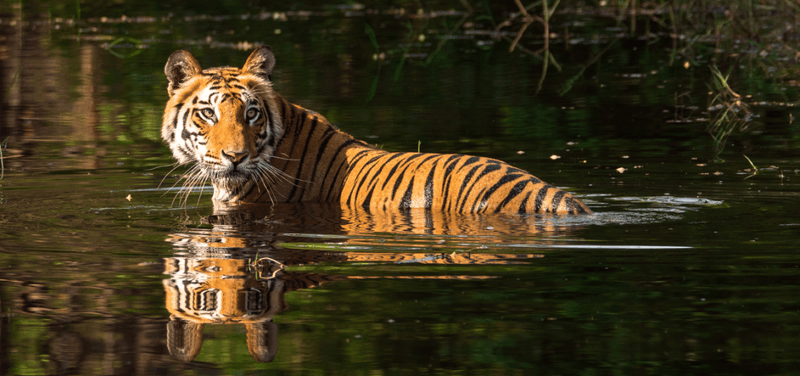 Bandhavgarh National Park, India