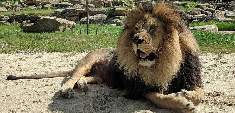 Barbary Lion