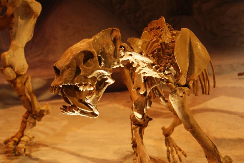 Barbourofelis fricki