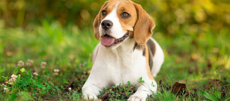 Beagle