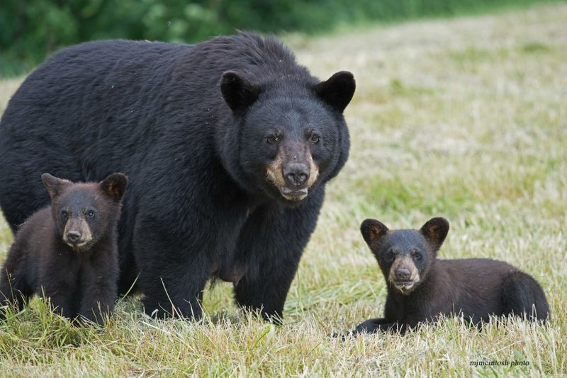 Bears