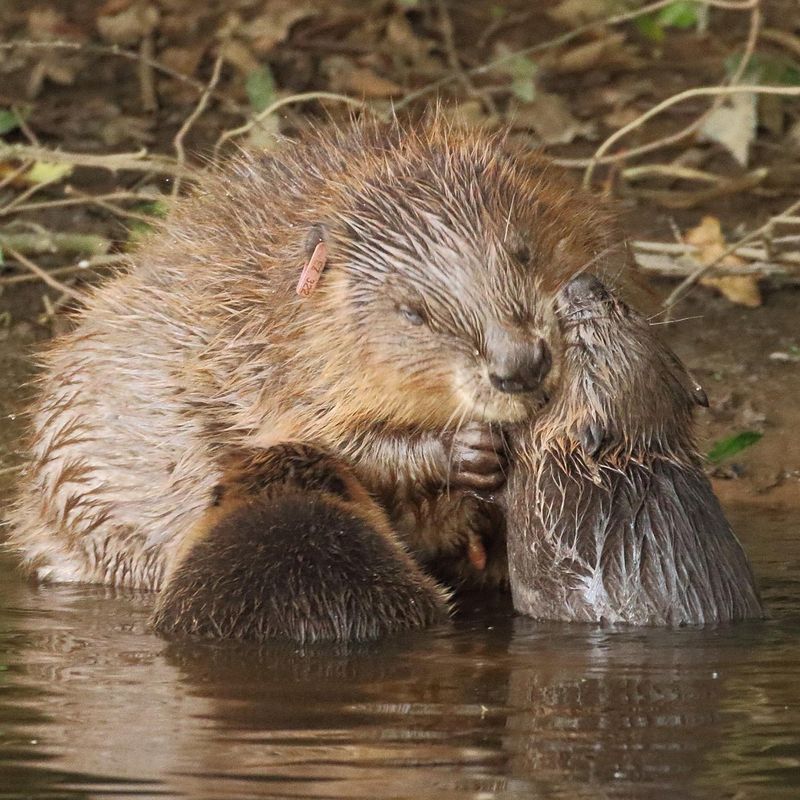 Beavers