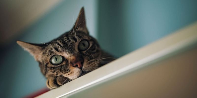 Behavioral Insights from Experts