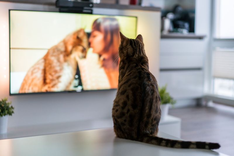 Behavioral Reactions to TV
