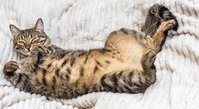 Belly Exposure Without Defense