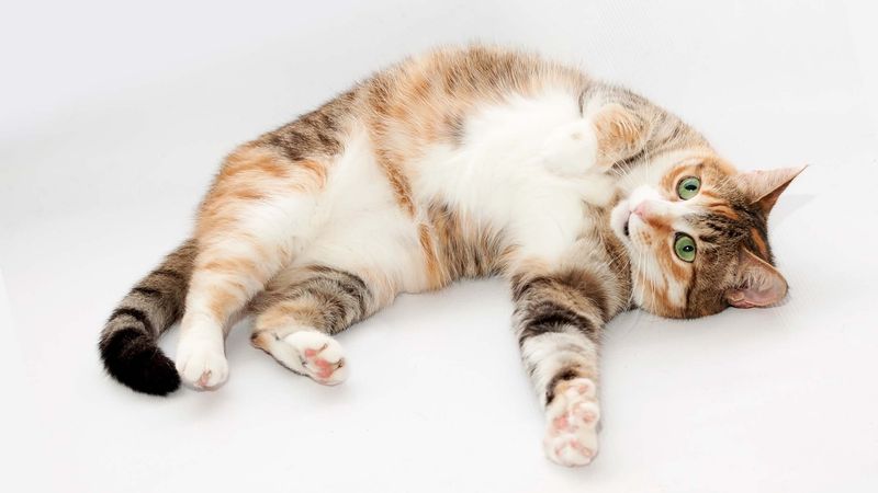 Belly Exposure