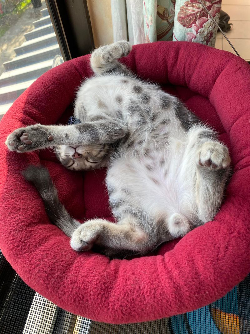 Belly Up Trust